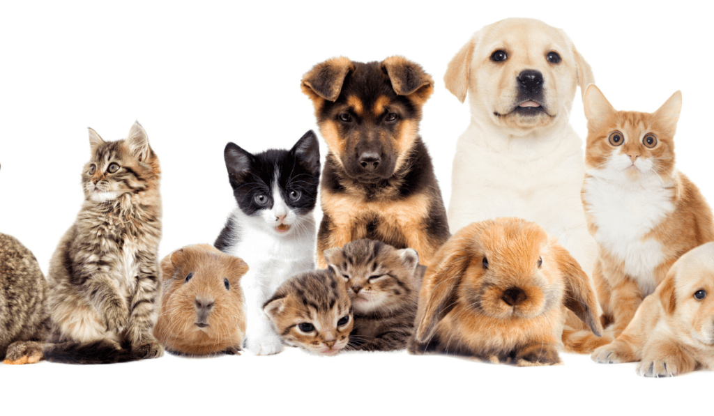Verschillende jong huisdieren waaronder puppy's, kittens, hamster en een muis