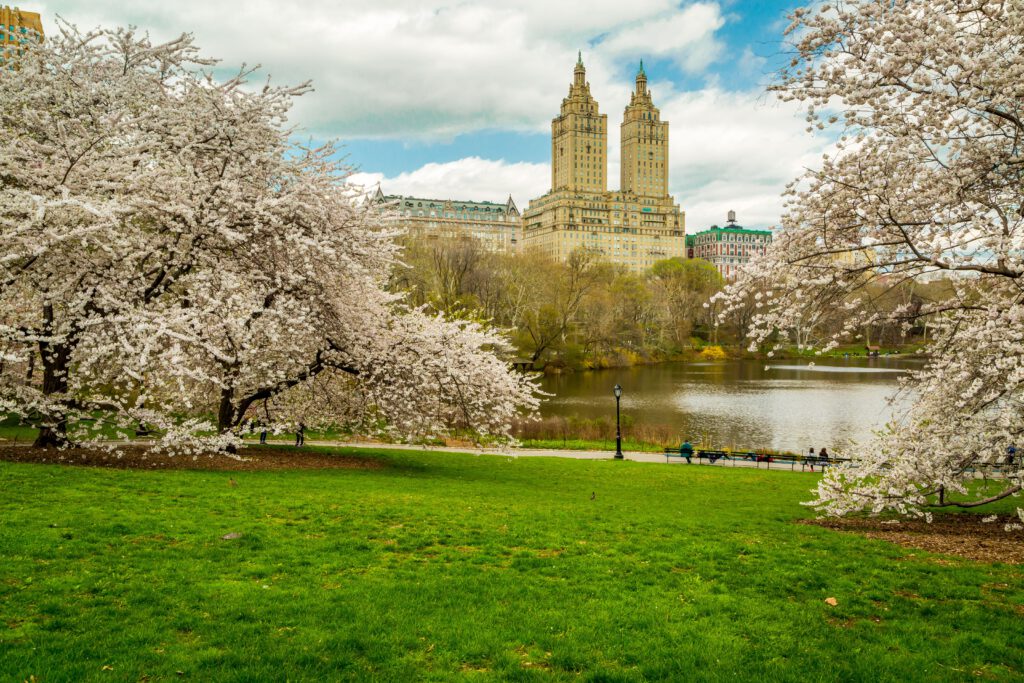 Stedentrip New York – lente in Central Park met bloeiende kersenbomen