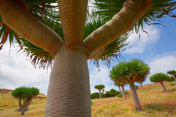 Unieke drakenbloedbomen in een savannelandschap, perfect voor natuurliefhebbers die exotische bestemmingen willen verkennen.
